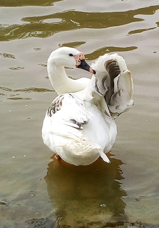 cygne 02.jpg