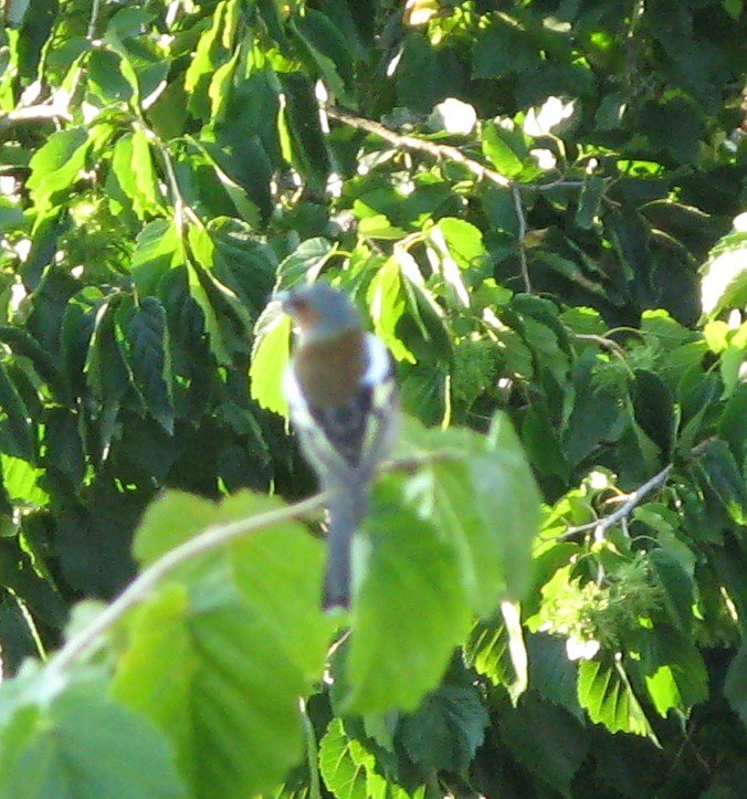 Oiseau chanteur GP.jpg