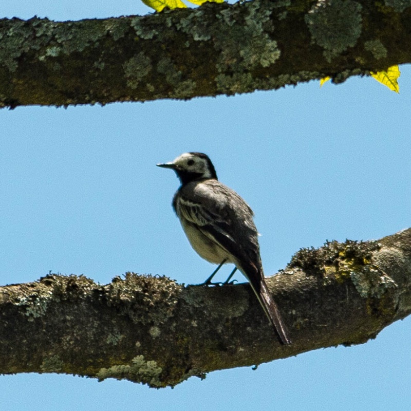 à identifer.jpg