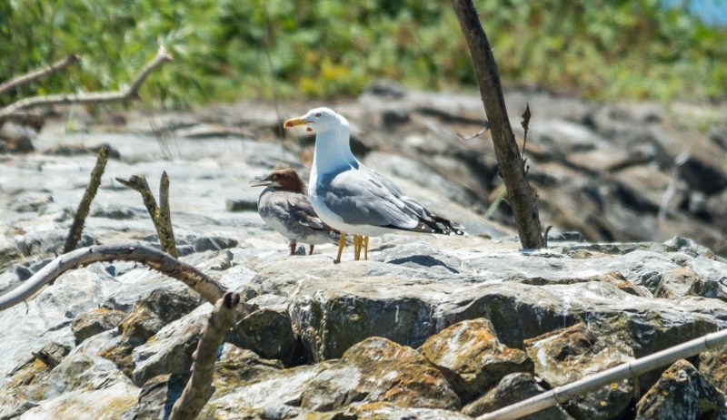 à identifer 2.jpg