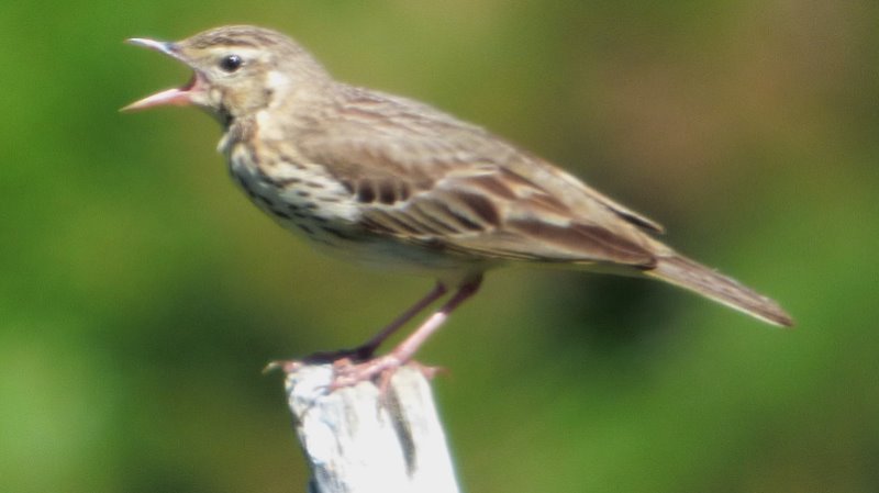 Pipit.JPG