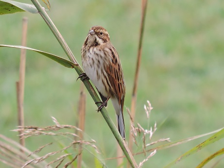 1 bruant des roseaux.jpg