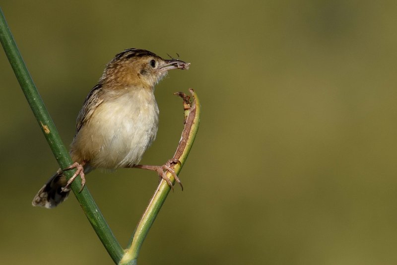 DSC_8333- Cisticole des joncs (Cisticola juncidis).JPG