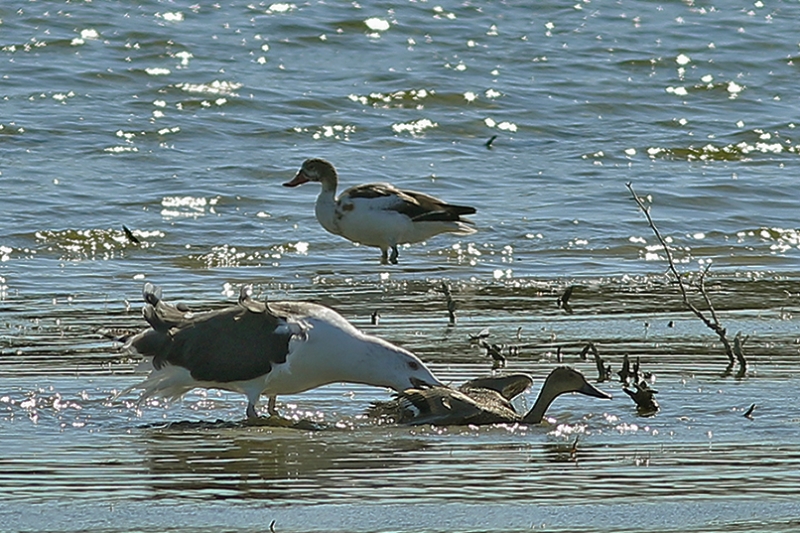 IMG2584_goeland_marin_30_09_15_800L.jpg