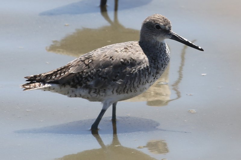 Willet_Arcata_20180715_4879.jpg