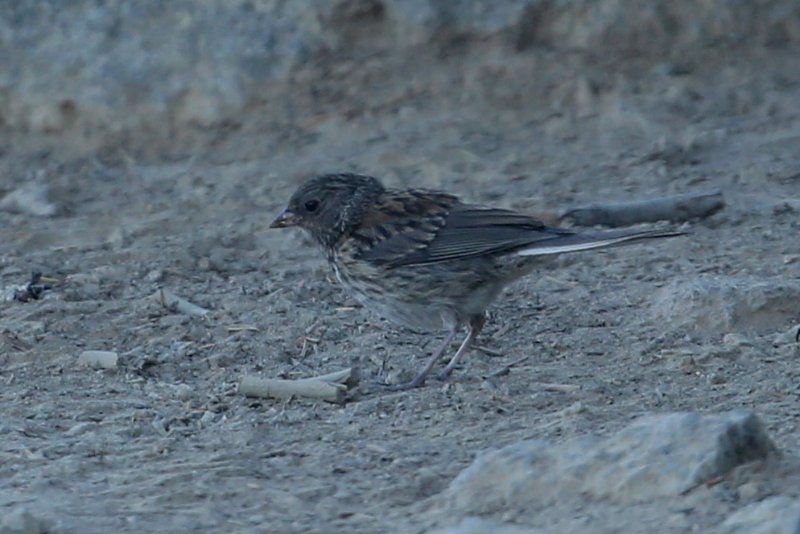 Junco_CraterLake_20180717_5260.jpg