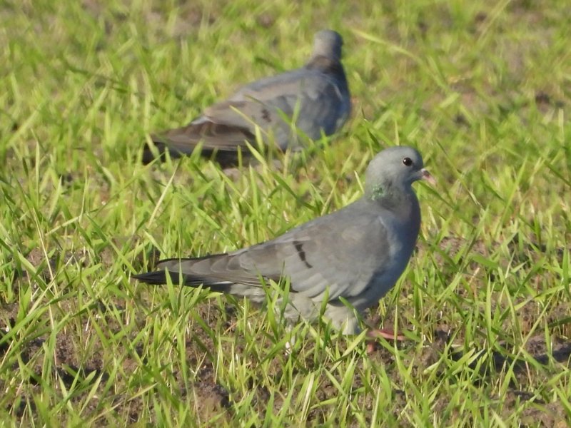 Pigeon Colombin (1).JPG