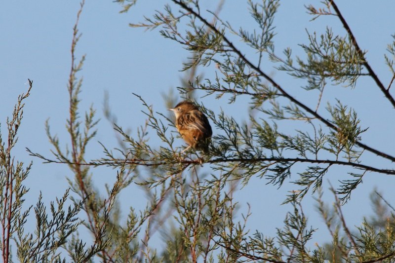 2018 10 24 Réserve ornithologique du Teich (73) - Copie.JPG