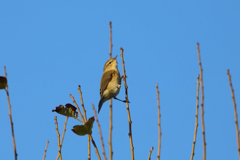 2018 10 25 Réserve ornithologique du Teich (86) - Copie.JPG