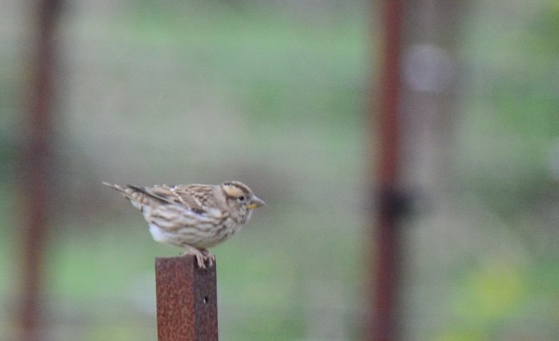 Moineau soulcie.jpg