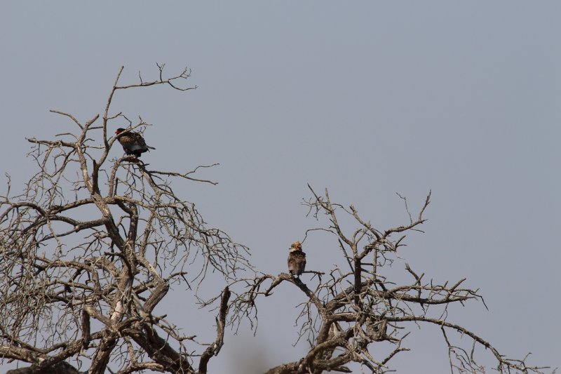 Bateleur + juvénile... - Kruger - Afrique du Sud - Août 2018 (290) (Copier).JPG