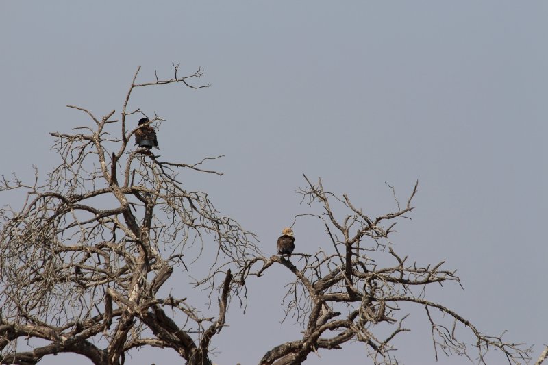 Bateleur + juvénile... - Kruger - Afrique du Sud - Août 2018 (289) (Copier).JPG