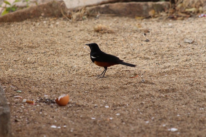 Traquet à ventre roux… - Kruger - Afrique du Sud - Août 2018 (382) (Copier).JPG