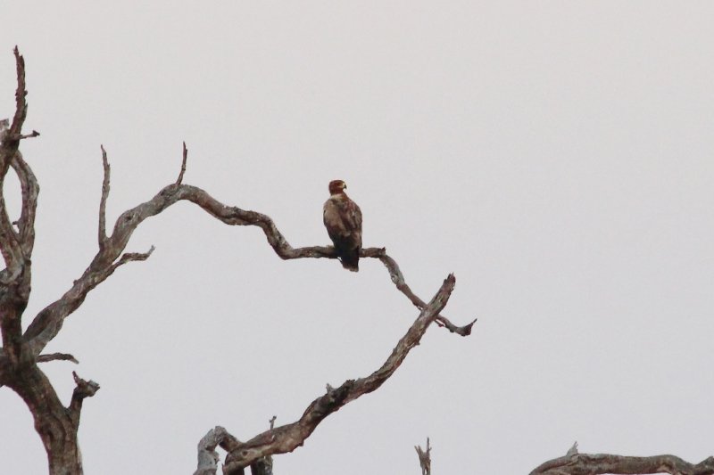 Aigle ravisseur juvénile… - Kruger - Afrique du Sud - Août 2018 (73) (Copier).JPG