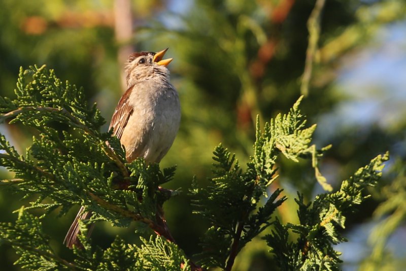 WhiteCrownedSparrow_LittleRiver_20180713_4625.jpg