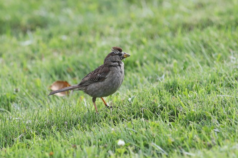 WhiteCrownedSparrow_LittleRiver_20180713_4813.jpg