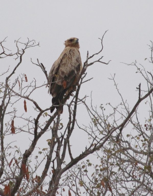 Aigle ravisseur immature...Kruger - Afrique du Sud - Août 2018 (145) (Copier).JPG