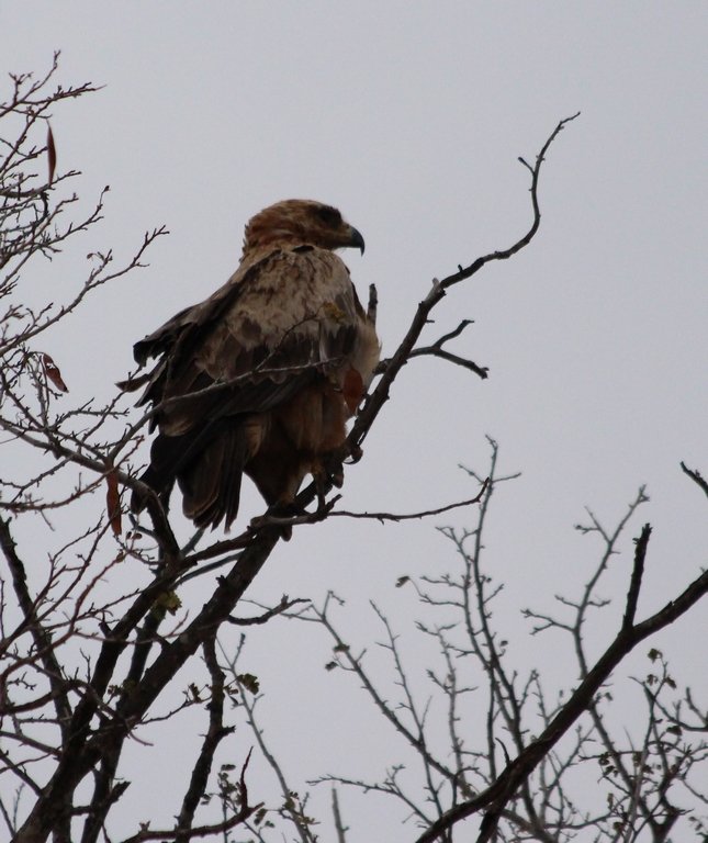 Aigle ravisseur immature...Kruger - Afrique du Sud - Août 2018 (143) (Copier).JPG