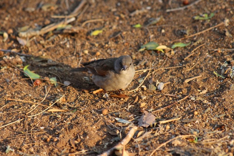 Moineau mélanure femelle ou moineau sud africain -  Kruger - Afrique du Sud - Août 2018 (26) (Copier).JPG