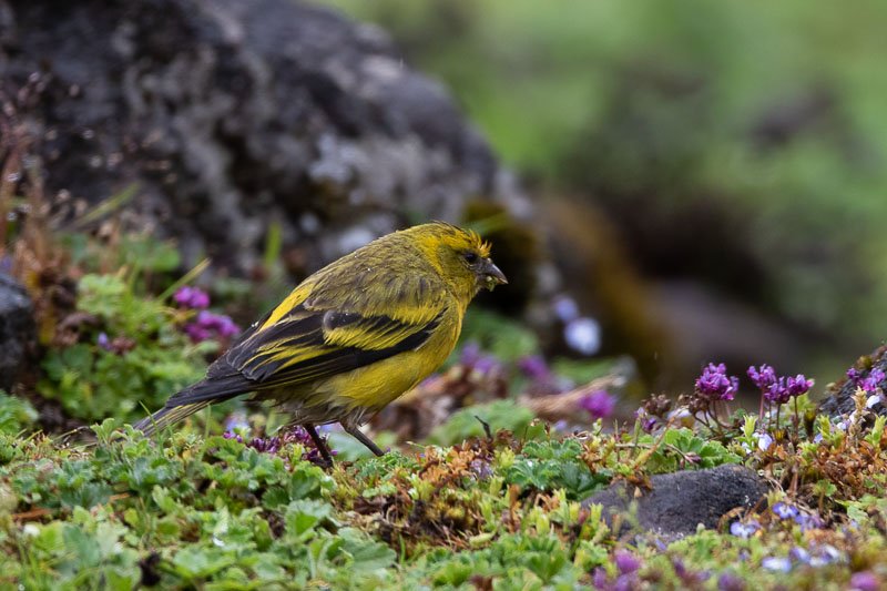 serin_a_calotte_jaune-3680.jpg