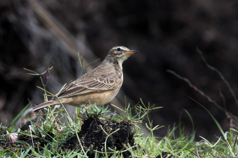 pipit-4215.jpg