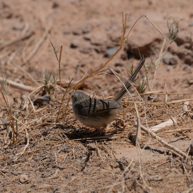 Egypte-Prinia gracile-1540.jpg