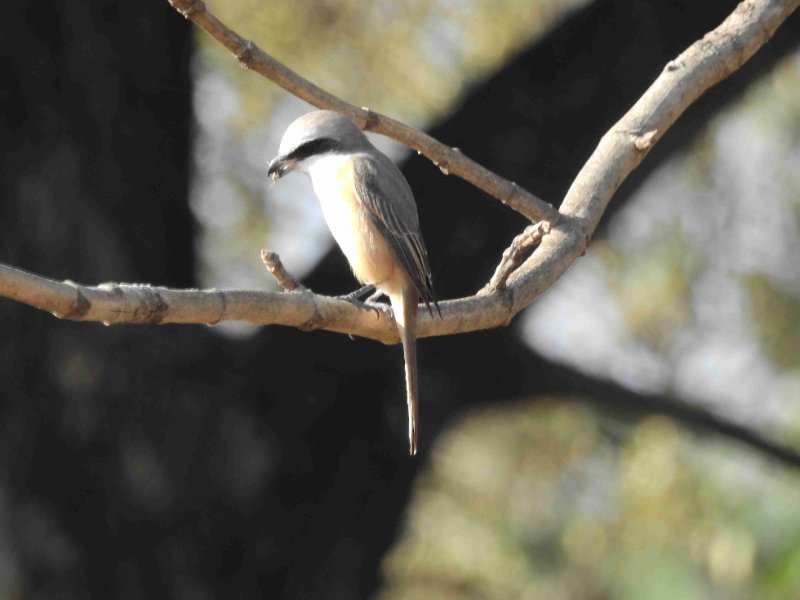 Pie-grièche brune (Lanius cristatus) 6h85.jpg