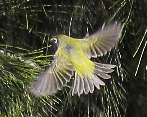 oiseau Réunion.jpg