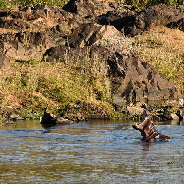 Pont 20181027 CrocoB-Male (8)AMACSUML.jpg