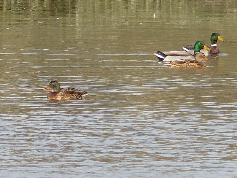 Canard colvert (19).JPG