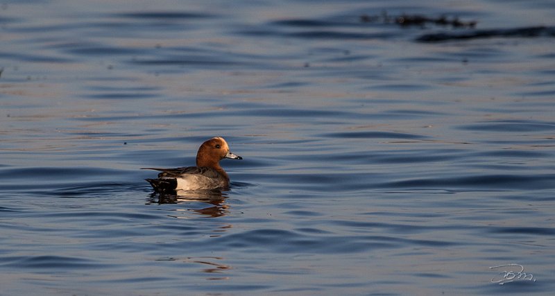 Canard siffleur_6601.jpg