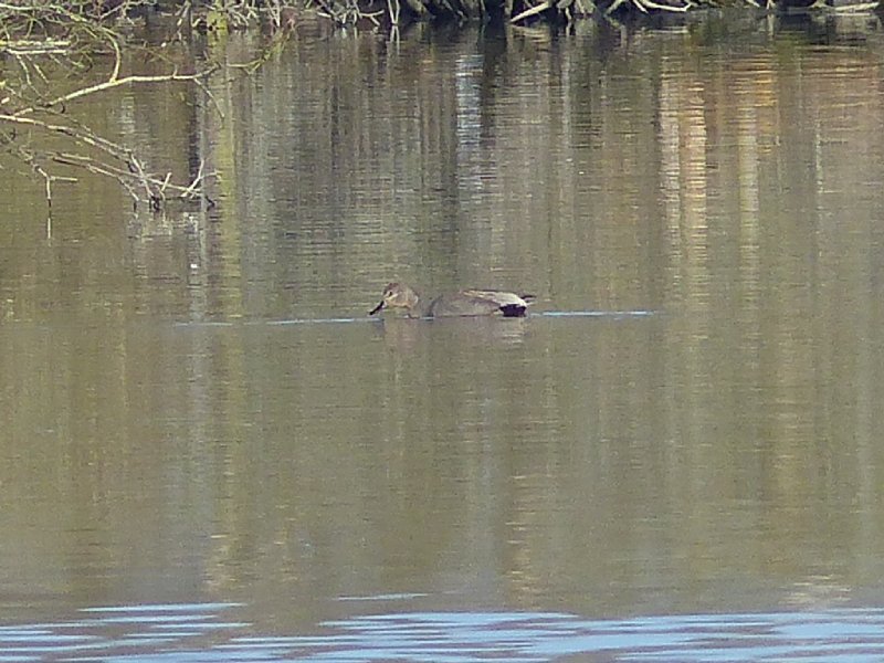 Canard chipeau mâle (11).JPG