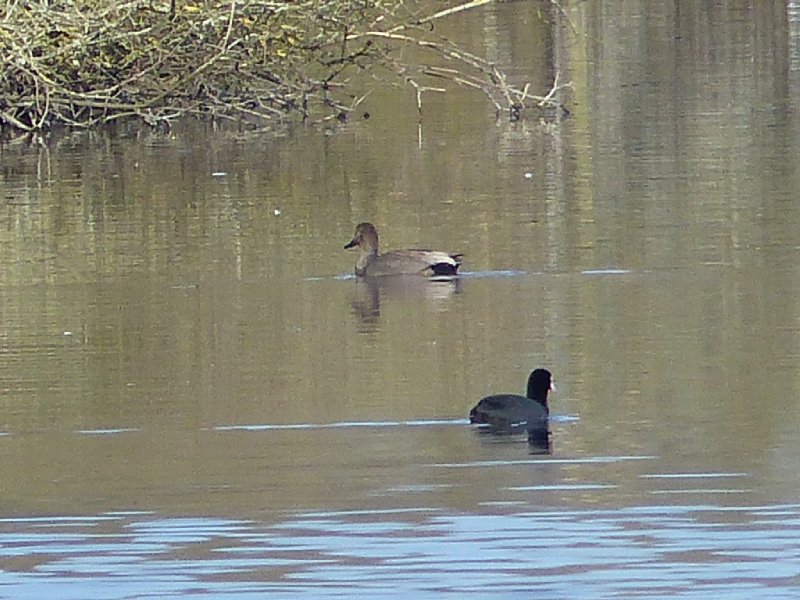 Canard chipeau mâle (12).JPG