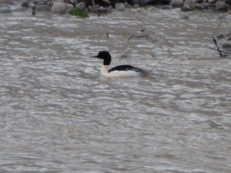 Canard tête noire.JPG