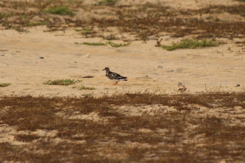 Porto Ingles - Maio - Cabo Verde - Février 2019 (39) (Copier).JPG