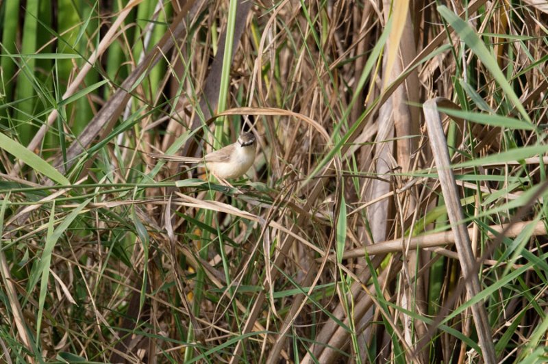 Prinia 2 (1 sur 1).jpg