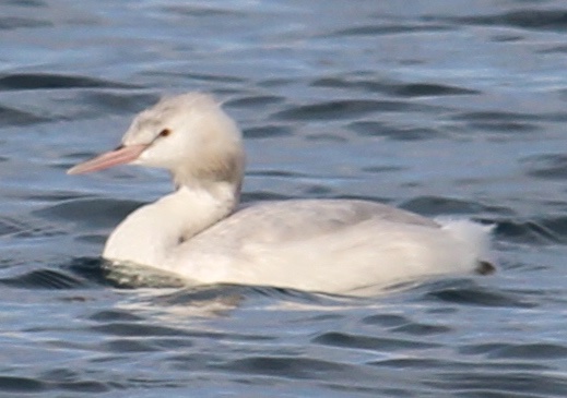 grebe huppée albinos.JPG