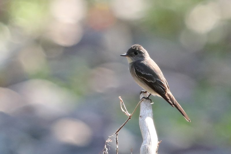 WesternWoodPewee_Missoula_20180730_7832.jpg