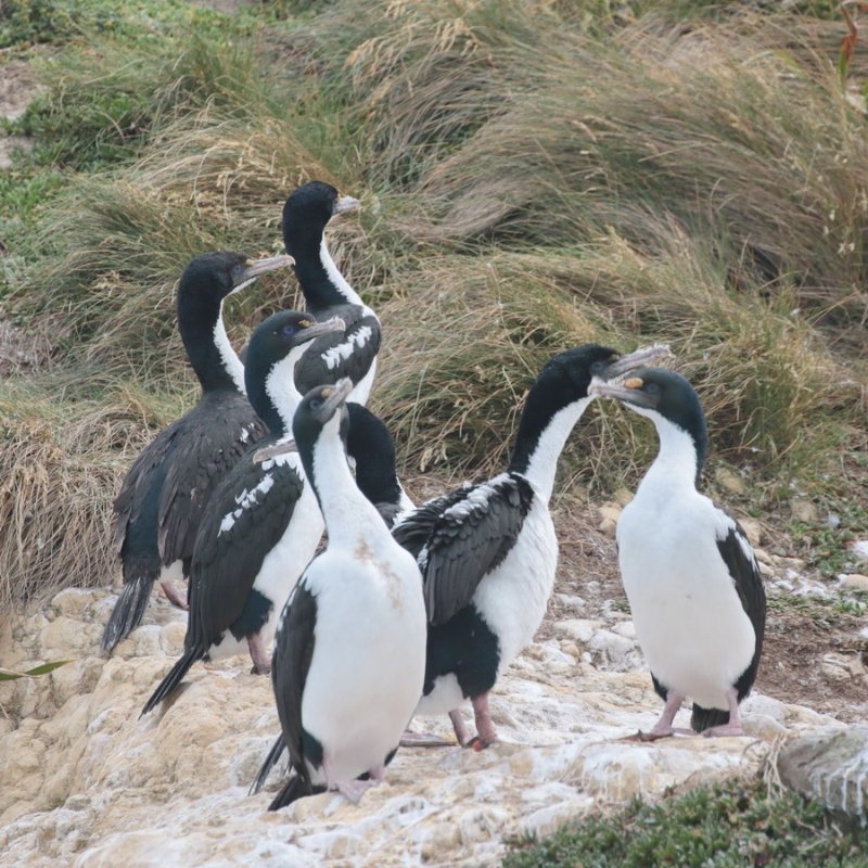 Cormorans inconnus NZ2.jpg