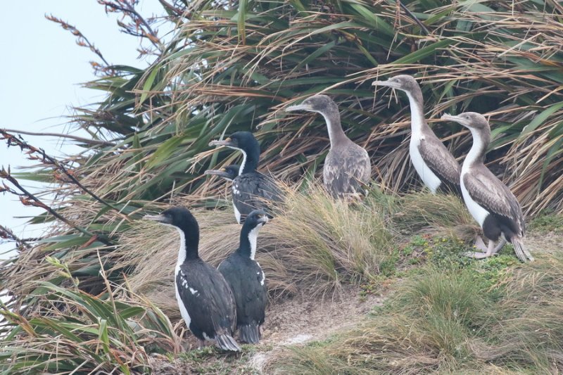 Eliane Bernard Cormorans inconnus NZ2.jpg