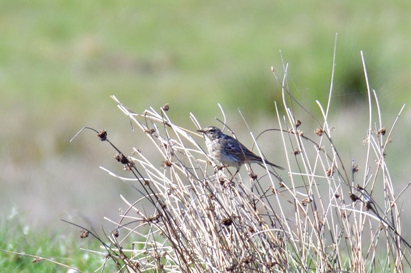 Oiseau inconnu.jpg