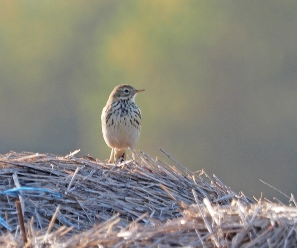 Pipit   farlouse.jpg