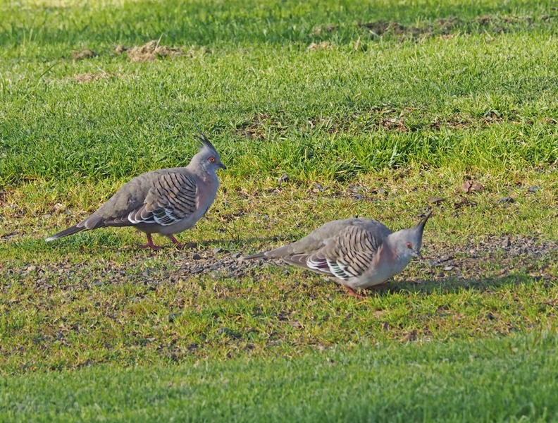 28 Crested Pigeon   Ocyphaps lophotes   Colombine longup.jpg