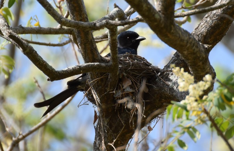 Drongo 2 - 16 MArs 2019 - Anuradhapura.jpg