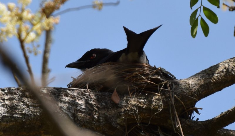 Drongo 3 - 16 MArs 2019 - Anuradhapura.jpg