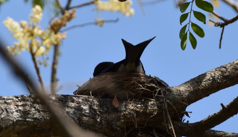 Drongo 6 - 16 MArs 2019 - Anuradhapura.jpg