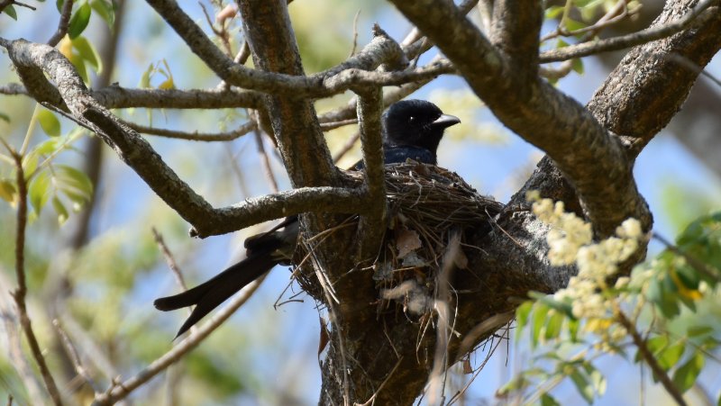 Drongo 7 - 16 MArs 2019 - Anuradhapura.jpg