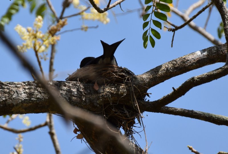 Drongo 16 MArs 2019 - Anuradhapura.jpg