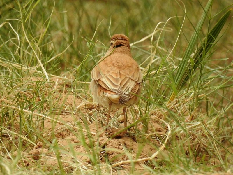 MERZOUGA (58).JPG