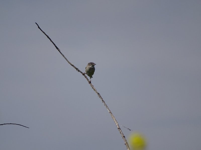 NI 2019-05-20 Noirmoutier.JPG